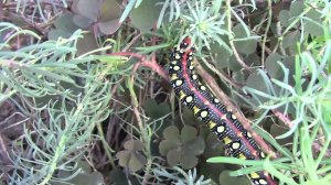 Гусеница бражника молочайного.