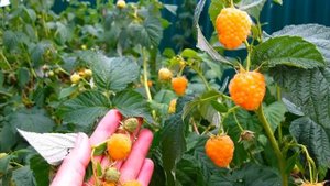 Малина сорт Желтый гигант