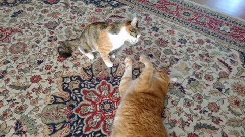 Эльза спасает заколдованную Анну #холодноесердце #аннаиэльза #видеодлядетей #дети #kids