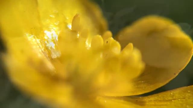 Мои макро-фото смотреть онлайн