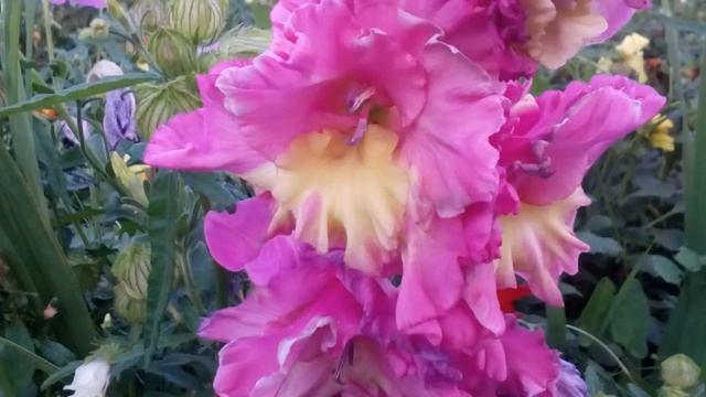 гладиолусы в моем саду смотреть онлайн