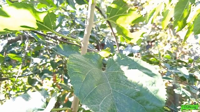 Сортовая крупноплодная и дикая шелковица, разница в размерах листвы, Астрахань 2022г смотреть онлайн