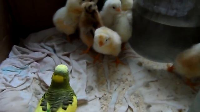 Волнистый попугай Родик и маленькие цыплята. 4 день жизни. Roddick wavy parrot and small chicks. смотреть онлайн