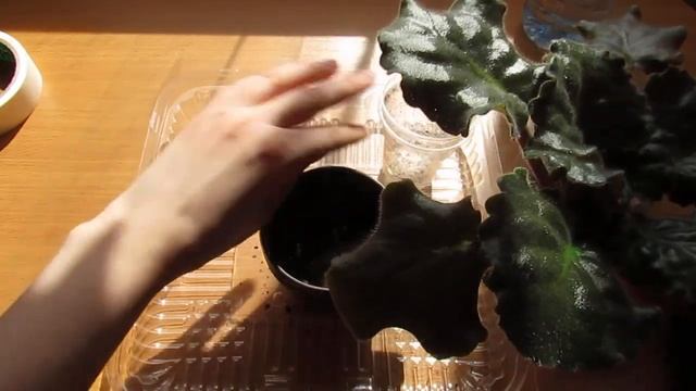 ПЛАНОВАЯ ПЕРЕСАДКА ФИАЛОК❗ смотреть онлайн