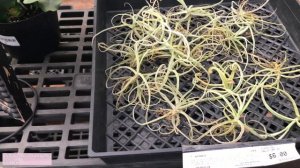 Home Depot & Lowes Air Plant (Tillandsia) Supplier Plant Tour