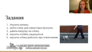 как перевоспитать агрессивную собаку. Агрессия на собак Йоркширский терьер
