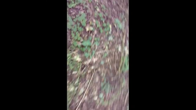 Сбор Веселки обыкновенной\(лат. Phallus impudicus), Лекарственный гриб из книги рекордов Гиннесса!! смотреть онлайн