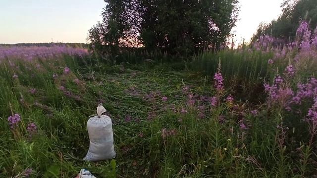 Иван чай, работаем как комбайн. Сбор урожая листьев. смотреть онлайн