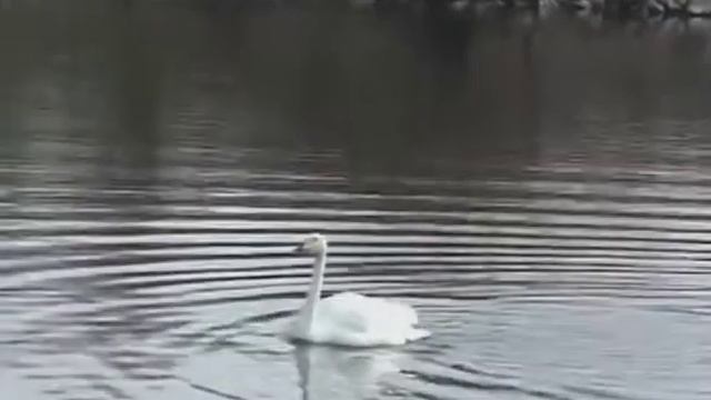 Поведение холостого самца лебедя кликун (Cygnus. cygnus) смотреть онлайн