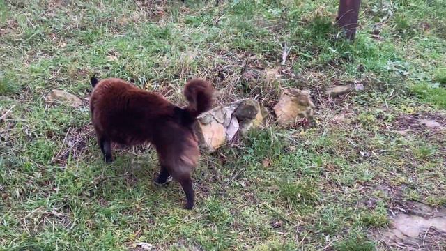 Лайка на четырёх лапах!!! смотреть онлайн