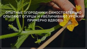 Как увеличить урожай огурцов, опыляя их самостоятельно?