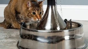 Поилка для кошек: автоматический фонтанчик своими руками