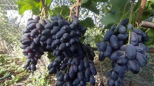 Сорт  винограда Велика