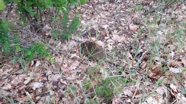 Встречи в лесу. Ёжик. смотреть онлайн