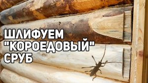 Чем шлифовать сруб? Обзор бани после выведение короеда!