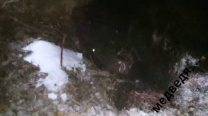 Охота с лайками в Сибири на медведя, лося, соболя, боровую дичь - на канале "Иди лесом"