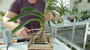 Омоложение ванды. Vanda