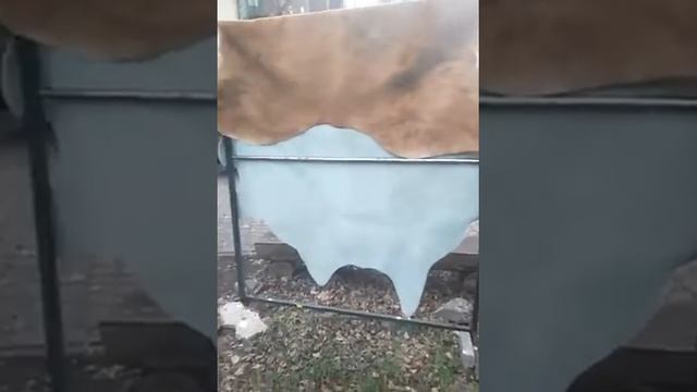 Шкура коровы аргентинская смотреть онлайн