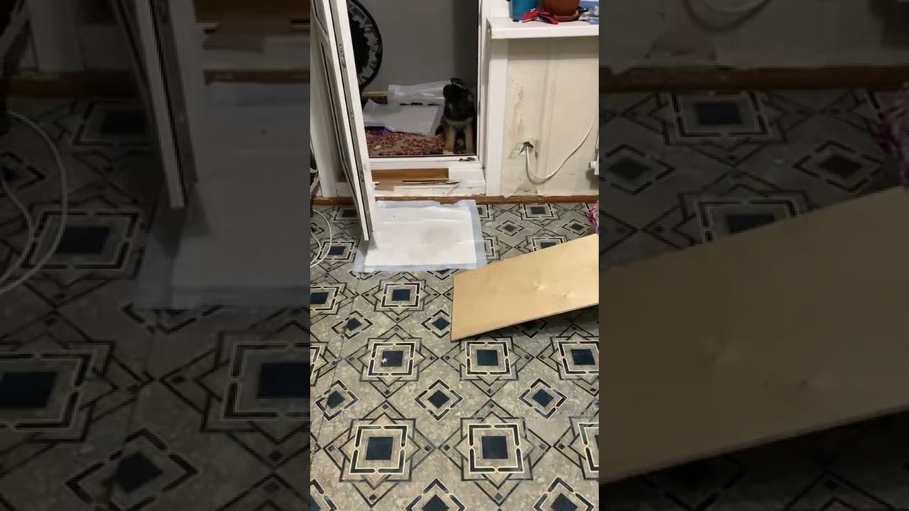 Щенок немецкой овчарки, команда ко мне. смотреть онлайн