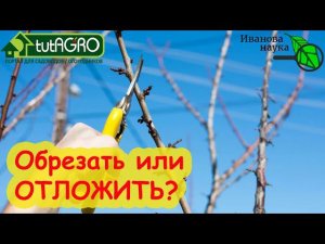 НЕ ОБРЕЗАЙТЕ ВИШНЮ и СЛИВУ весной, пока не посмотрите это видео! Когда обрезка грозит гибелью сада.