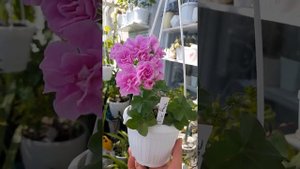 цветет пеларгония lilac rose,лилак роуз.начало.