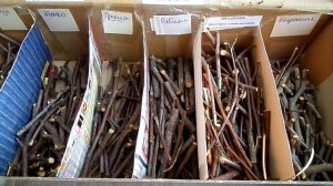 Лакомства для шиншиллы. Погрызушки