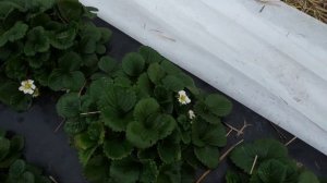 Бизнес на клубнике. С чего начать. Финансовые вложения.