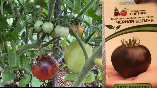 СЕМЕНА АГРОФИРМЫ "ПАРТНЕР" / 12 СОРТОВ И ГИБРИДОВ / КОЛЛЕКЦИОННЫЕ СОРТА смотреть онлайн