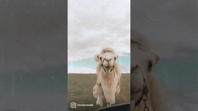 как атакует верблюд смотреть онлайн