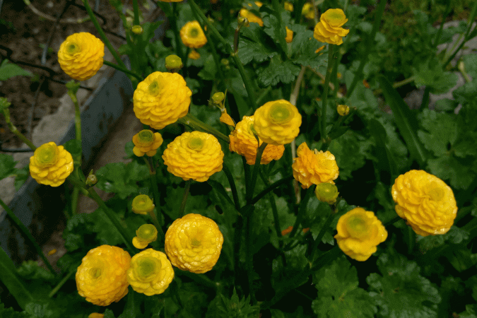 Лютик ползучий махровый (Ranunculus repens)