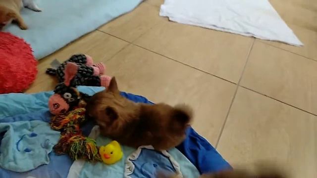 мальчик шоколадно-тигровый КСУ смотреть онлайн