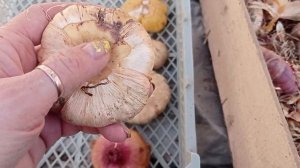 #ГЛАДИОЛУСЫ#ПОДГОТОВКА К ХРАНЕНИЮ#