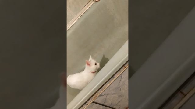 Кошка сидит в ванной смотреть онлайн