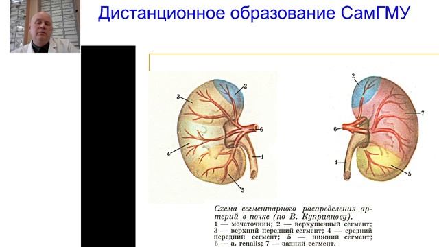 Лекция "Клиническая анатомия органов забрюшинного пространства" часть 1