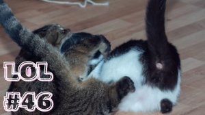 ?Самые веселые животные! Смех до слез!?Смешные Кошки Приколы с Кошками и Собаками #46