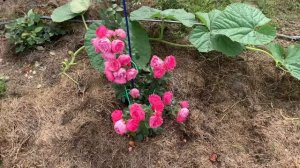 Помпонелла!Самая красивая и неприхотливая Роза!