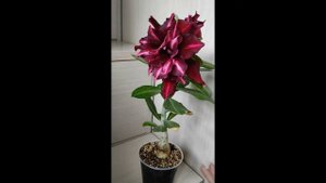 #shorts АДЕНИУМ. Цветение сорта You Jiao #адениум #bonsai #adenium