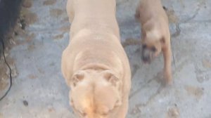 американский  булли  xl щенки в продажи 89616494425