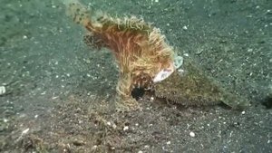 Сумасшедшая лягушка большая рыба рот пытается съесть Камбала!