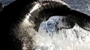 Красивые киты. Киты . Красота океанов и Морей.