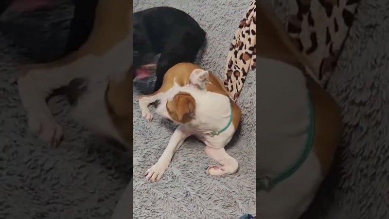 инь-янь Staffie vs AMStaff