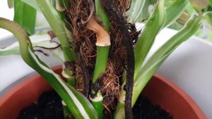 Monstera standleyana variegata "Cobra"