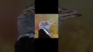 Птица стрепет ?