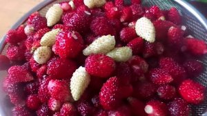 Простой рецепт заготовки на зиму  очень вкусного компота  из вишни, крыжовника, земляники и малины.