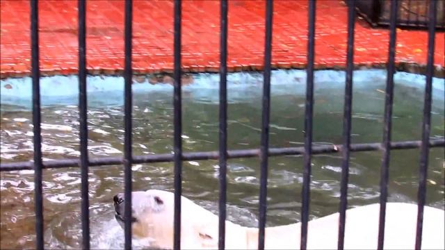 Белый медведь Ростик . Разминка, аплодисменты и прыжок. 25.09.18г смотреть онлайн