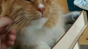 Котокафе "Мао" Кострома // #CatcafeMao #КотокафеМао