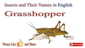 Insects and their names in English | Insects names in English