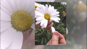 Погадаю на ромашках (Поёт Виталина, сл. Р. Мартысь и Виталина)