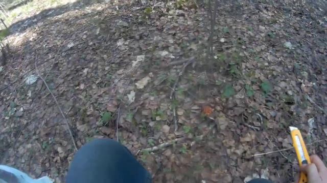 Строчки и Сморчковая шапочка. Прогулка по весеннему лесу.#грибы#природа#лес смотреть онлайн