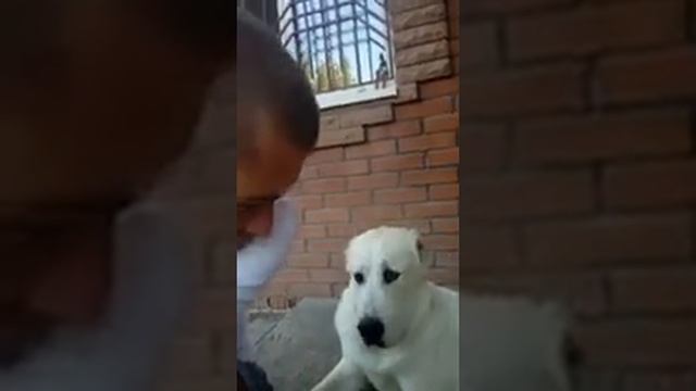 Алабай, 5 месяцев, не пускает кота-сожителя, снимаю на кран смотреть онлайн